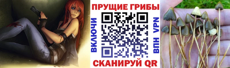 где можно купить   Новохопёрск  Галлюциногенные грибы Psilocybe 
